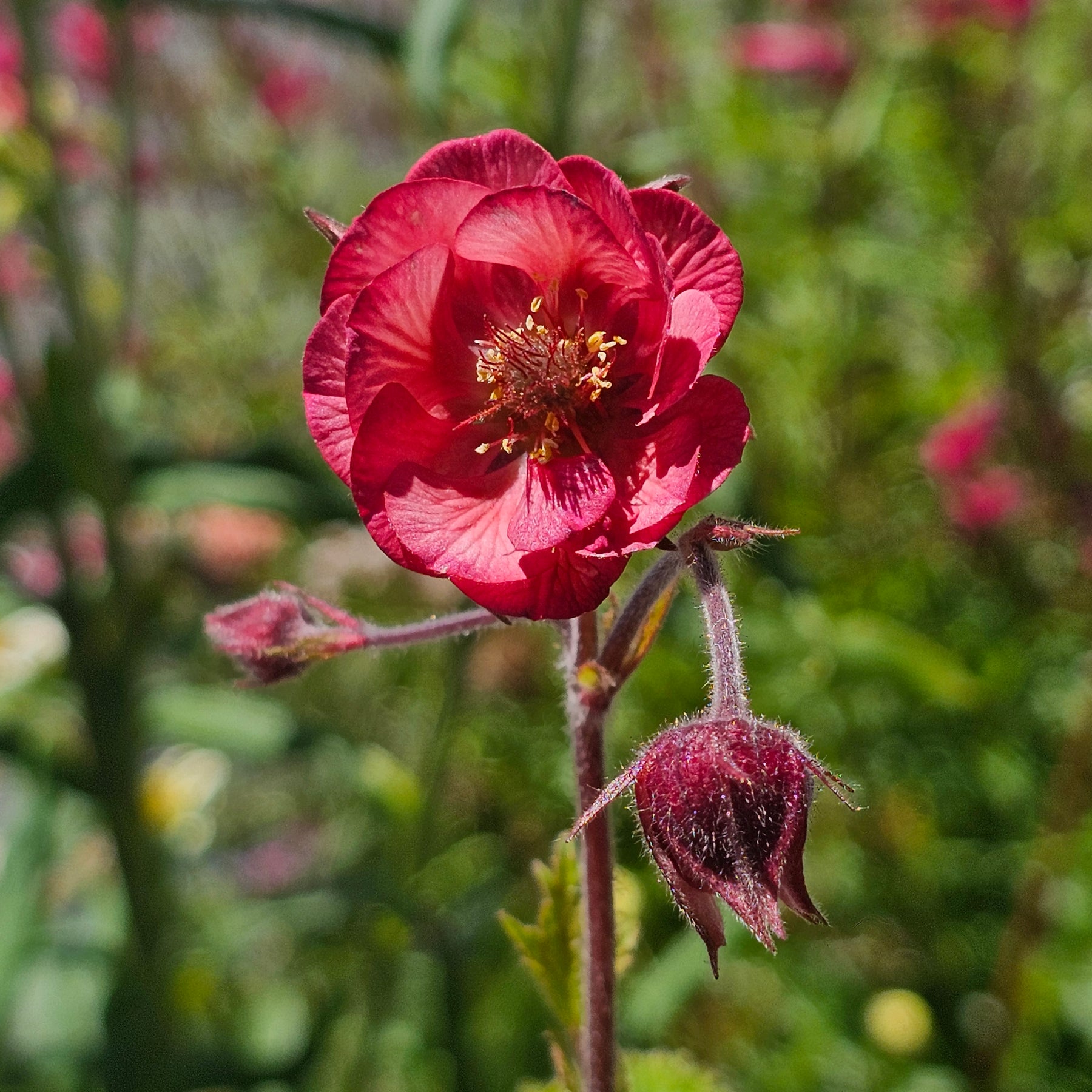 Geum Rivala Geum rivale | Rosea – Addenbrooke