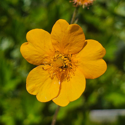 Geum aleppicum