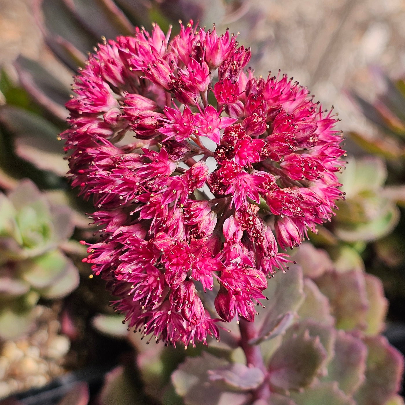 Sedum telephium | Vera Jamieson | Stonecrop