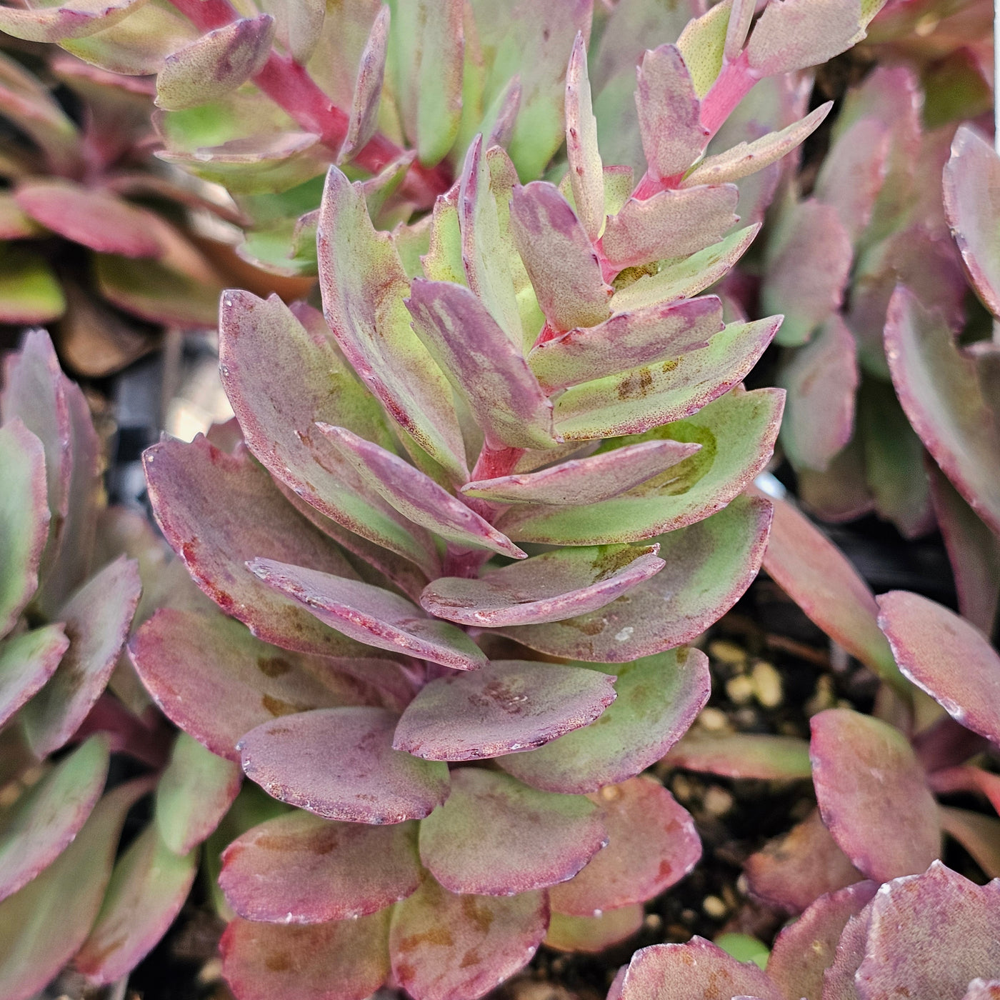 Sedum telephium | Vera Jamieson | Stonecrop