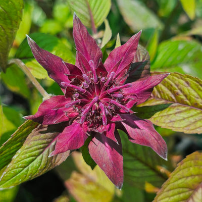 Monarda didyma | Aquarius | Bee Balm | Bergamot