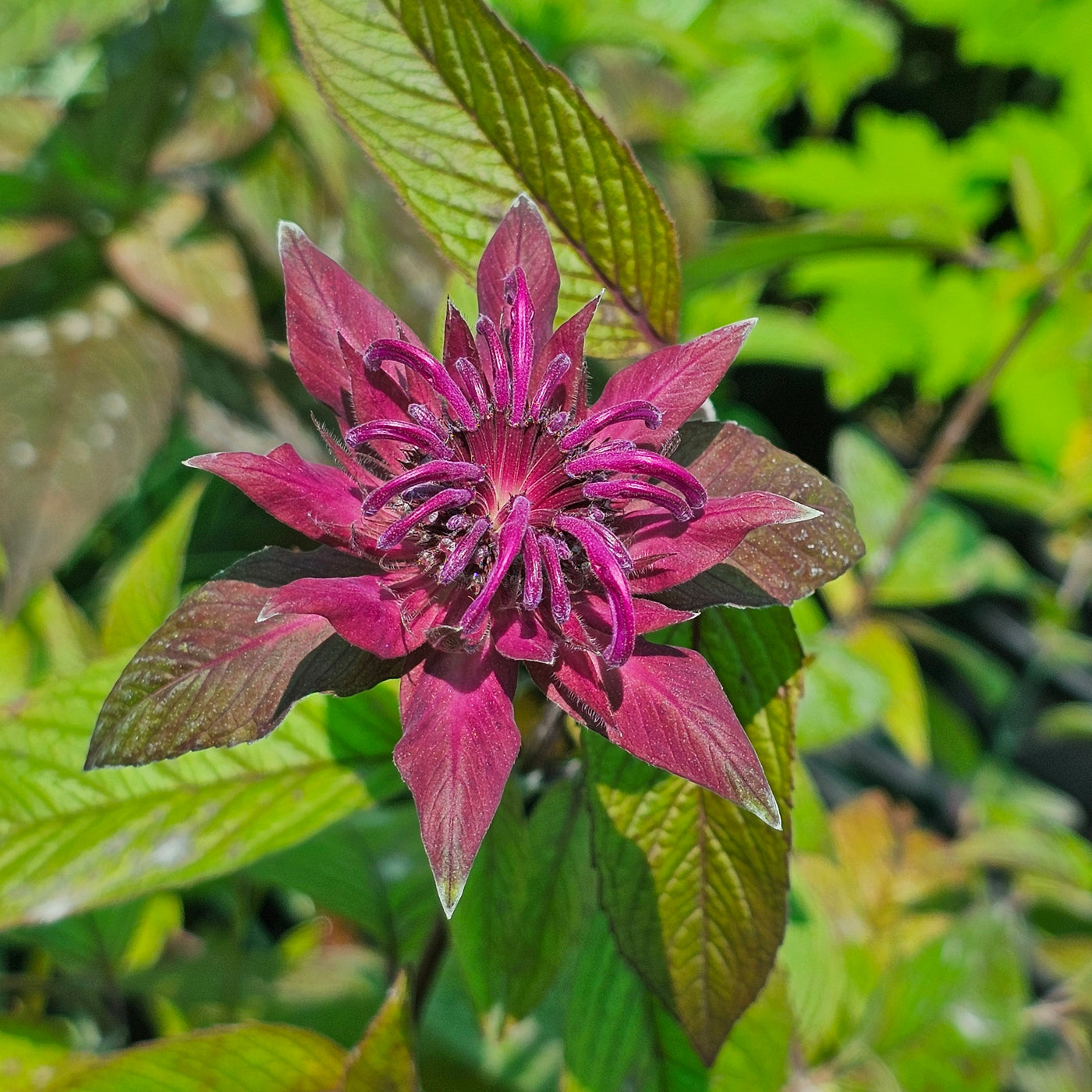 Monarda didyma | Aquarius | Bee Balm | Bergamot