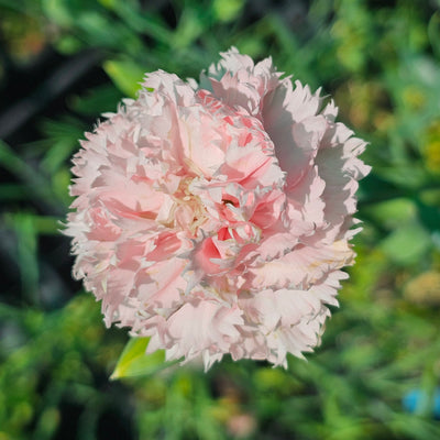 Dianthus caryophyllus | La France