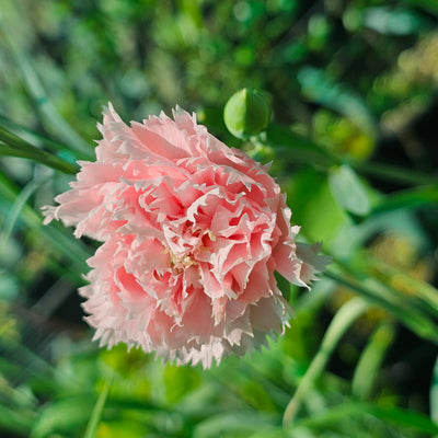 Dianthus caryophyllus | La France