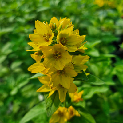Lysimachia punctata | Large Yellow Loosestrife