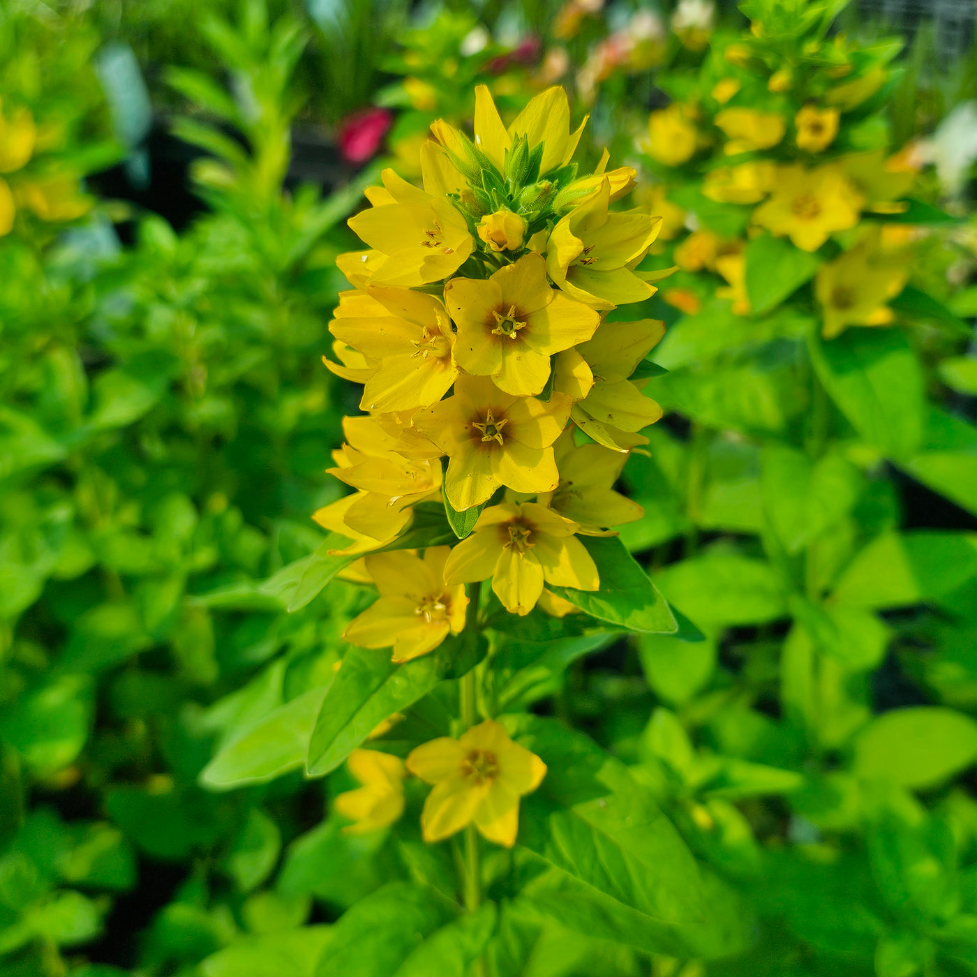 Lysimachia punctata | Large Yellow Loosestrife