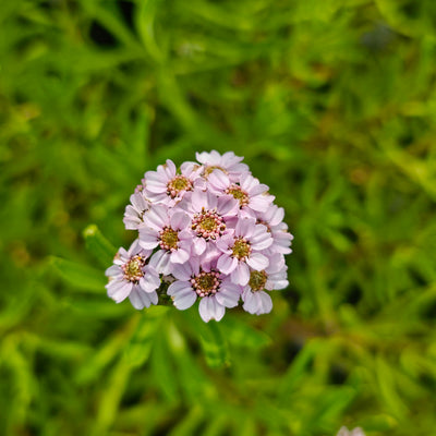 Achillea sibirica subsp. Camschatica | Love Parade