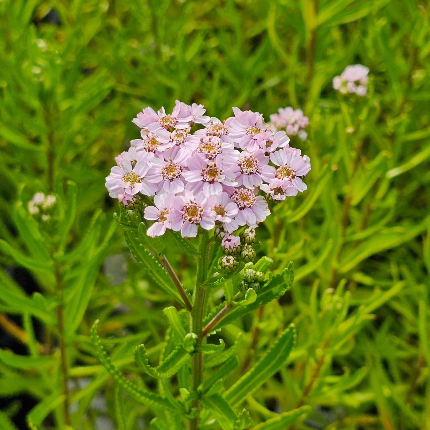 Achillea sibirica subsp. Camschatica | Love Parade