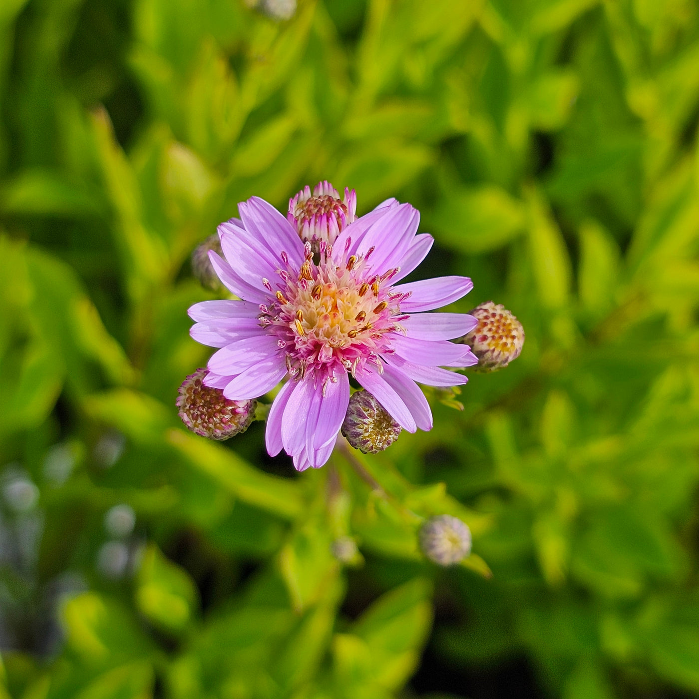 Boltonia asteroides | Sara Jane