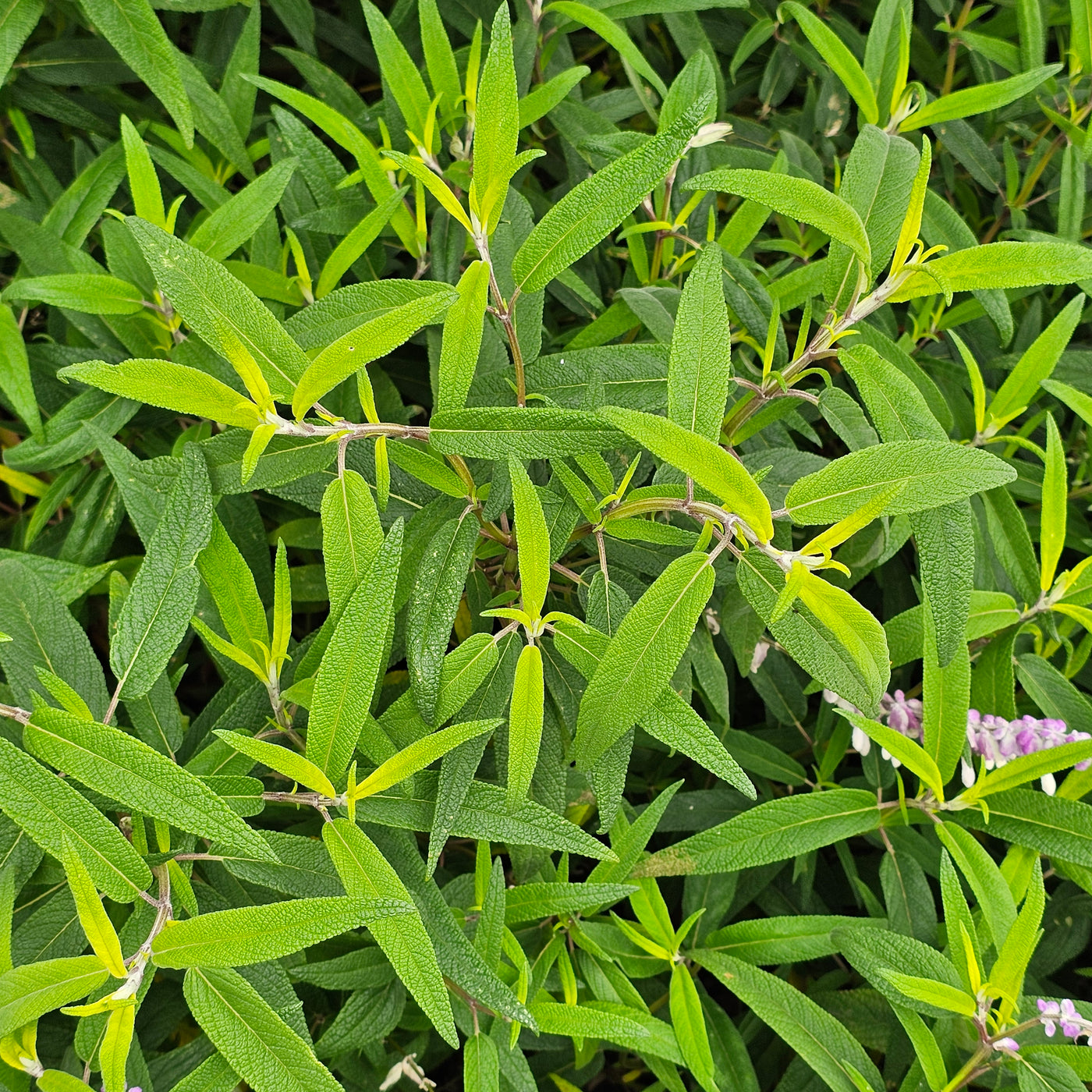 Salvia leucantha | Spring Gold Joy