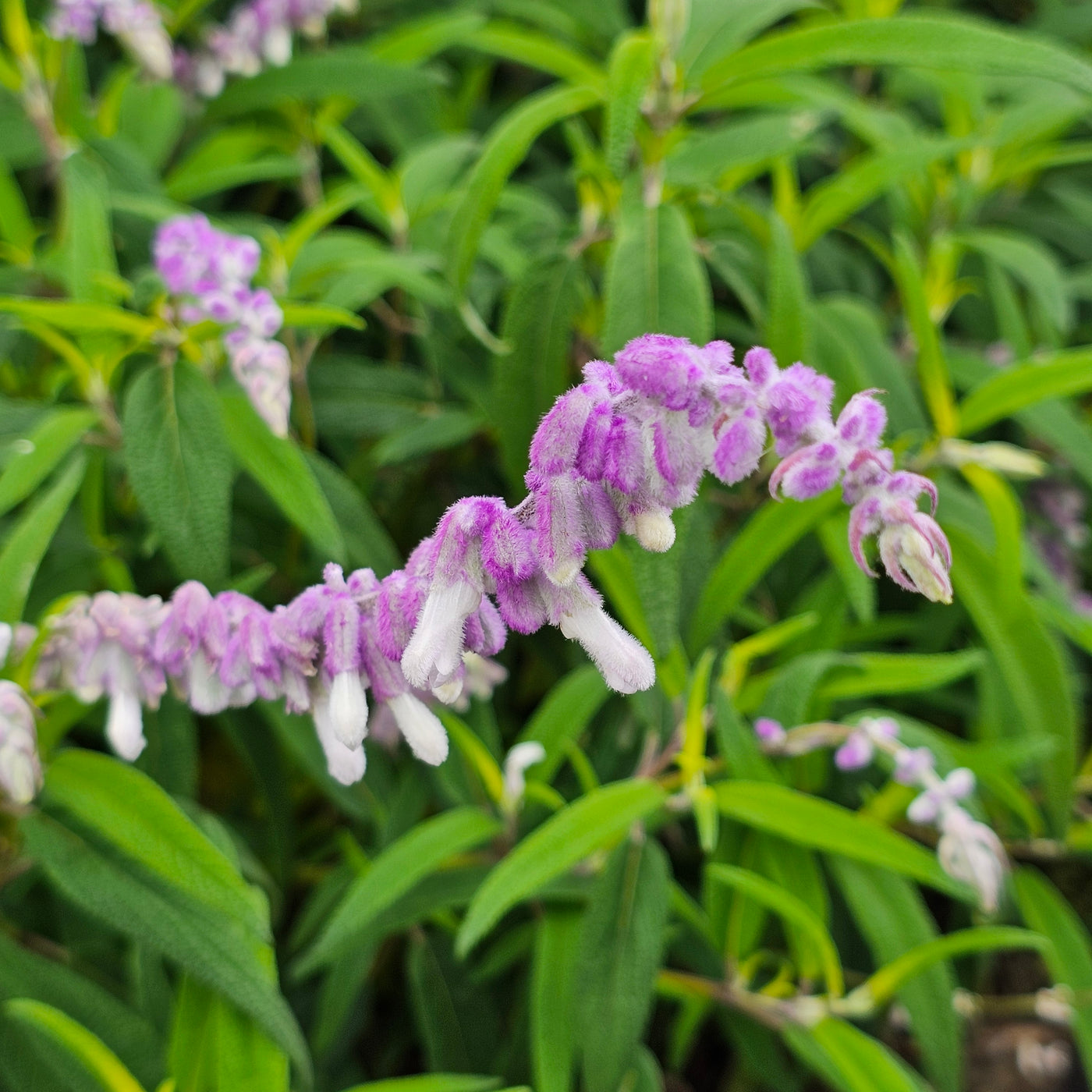 Salvia leucantha | Spring Gold Joy