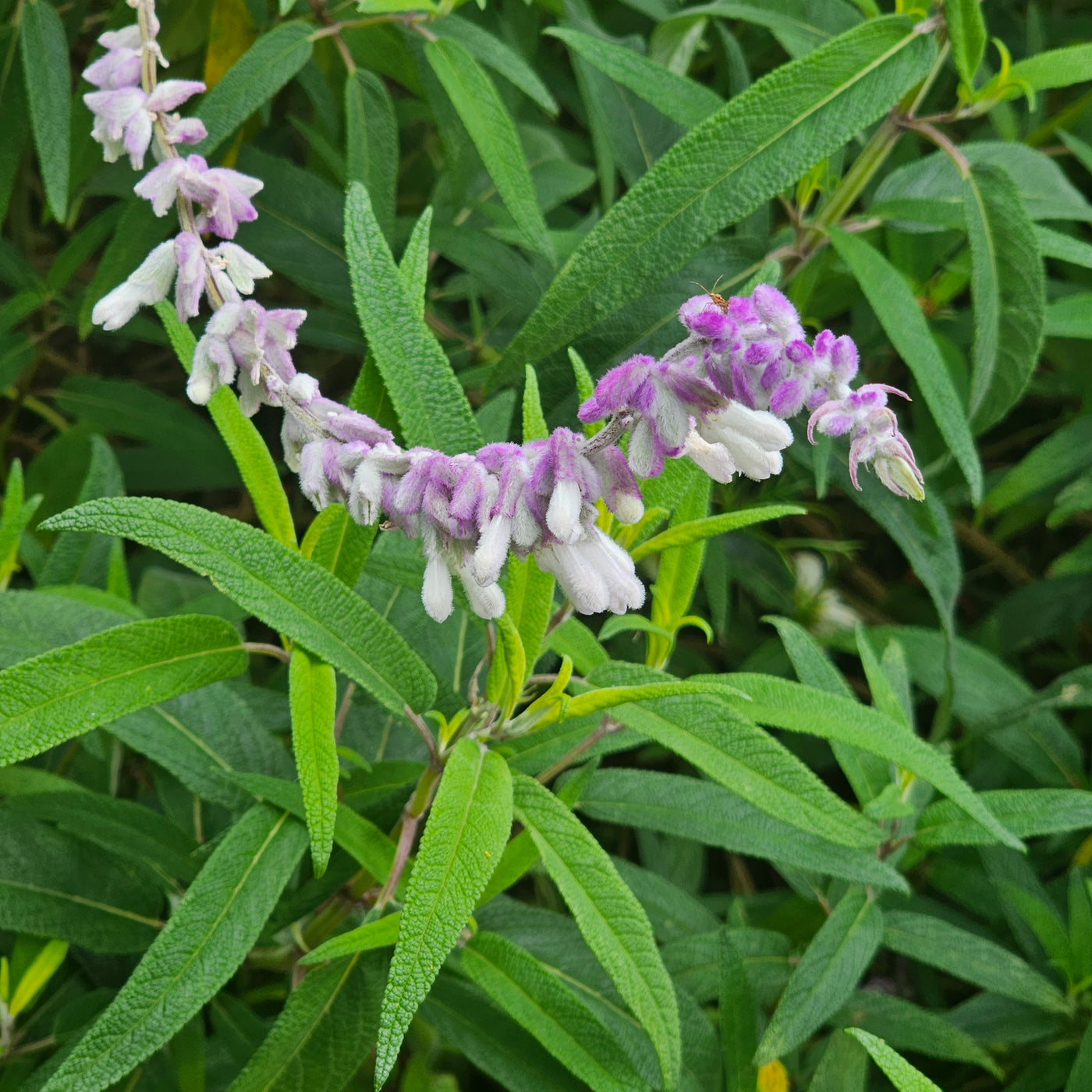 Salvia leucantha | Spring Gold Joy