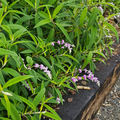 Salvia leucantha | Spring Gold Joy