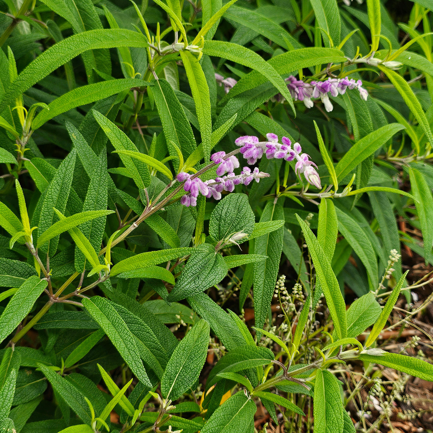 Salvia leucantha | Spring Gold Joy