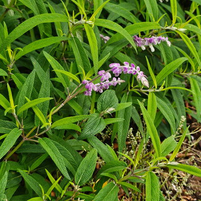 Salvia leucantha | Spring Gold Joy