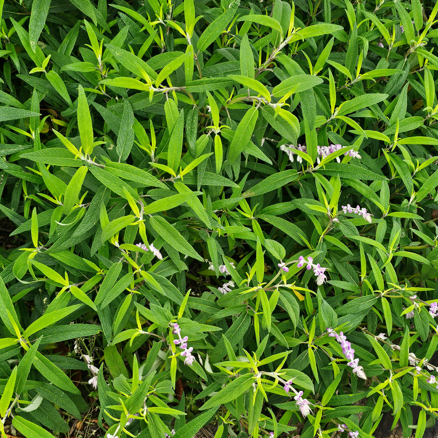 Salvia leucantha | Spring Gold Joy
