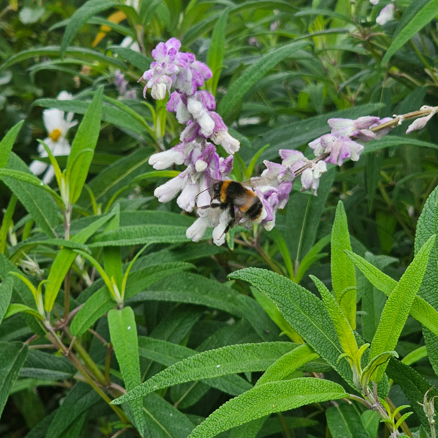Salvia leucantha | Spring Gold Joy