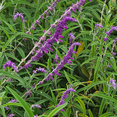 Salvia leucantha | Purple Velvet