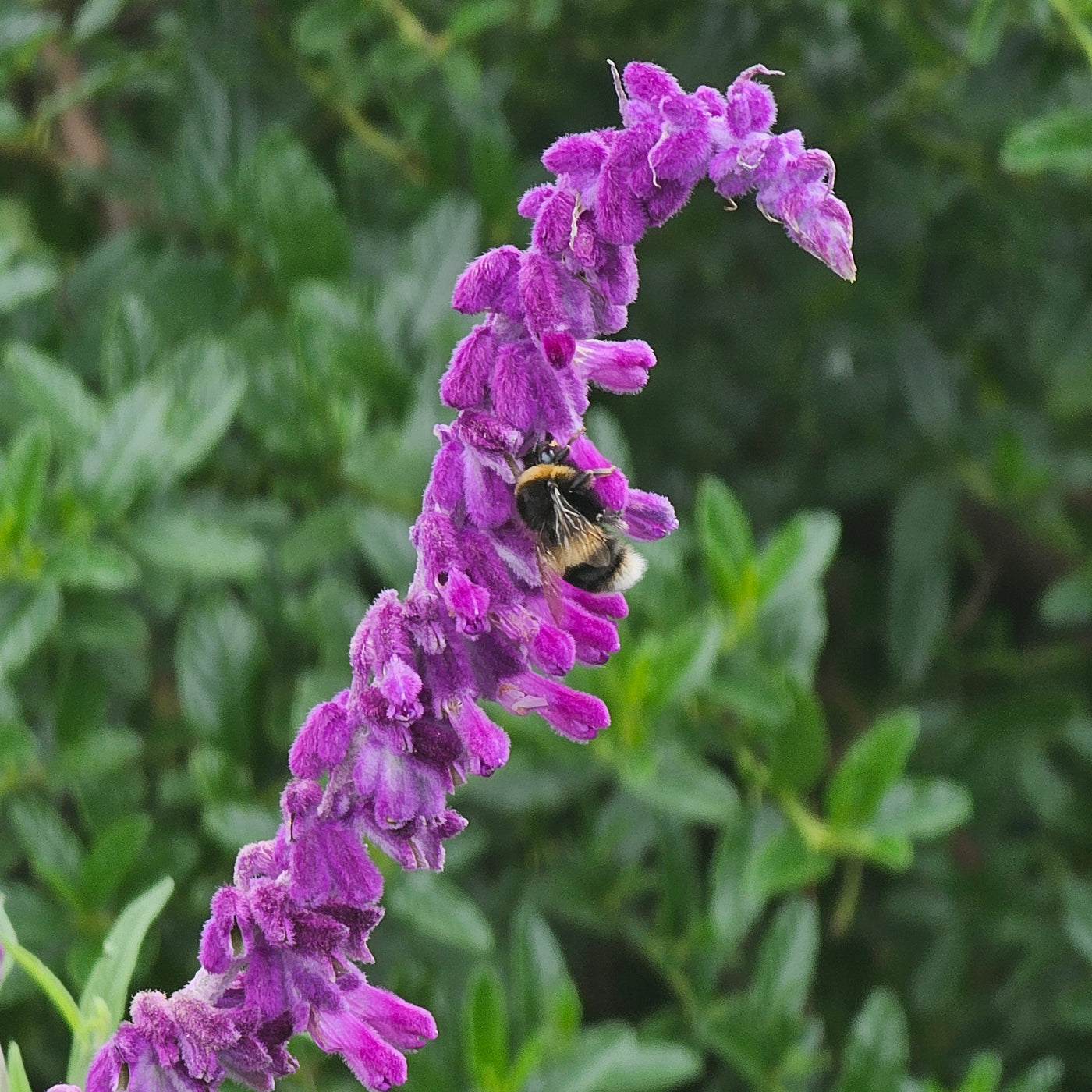 Salvia leucantha | Purple Velvet