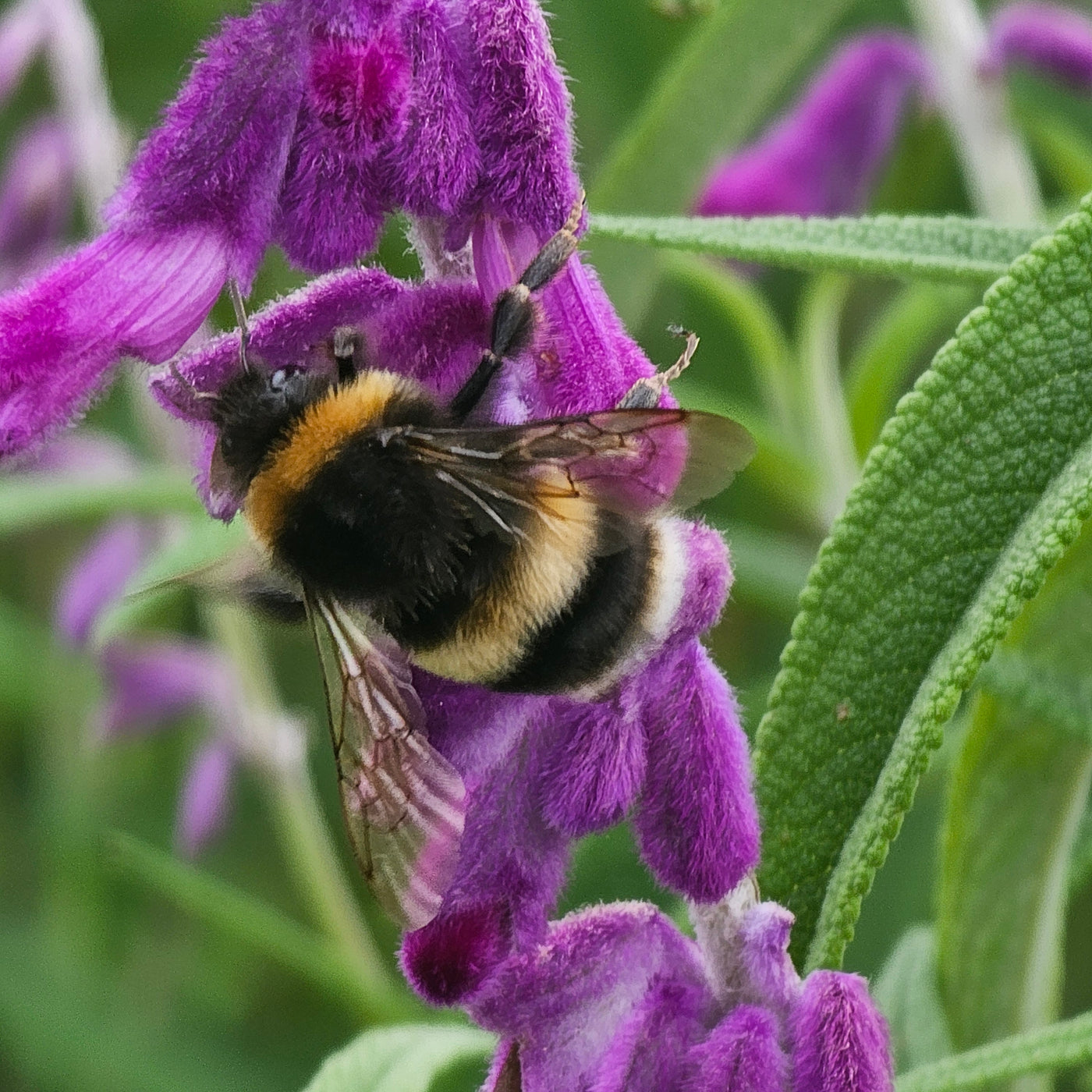 Salvia leucantha | Purple Velvet