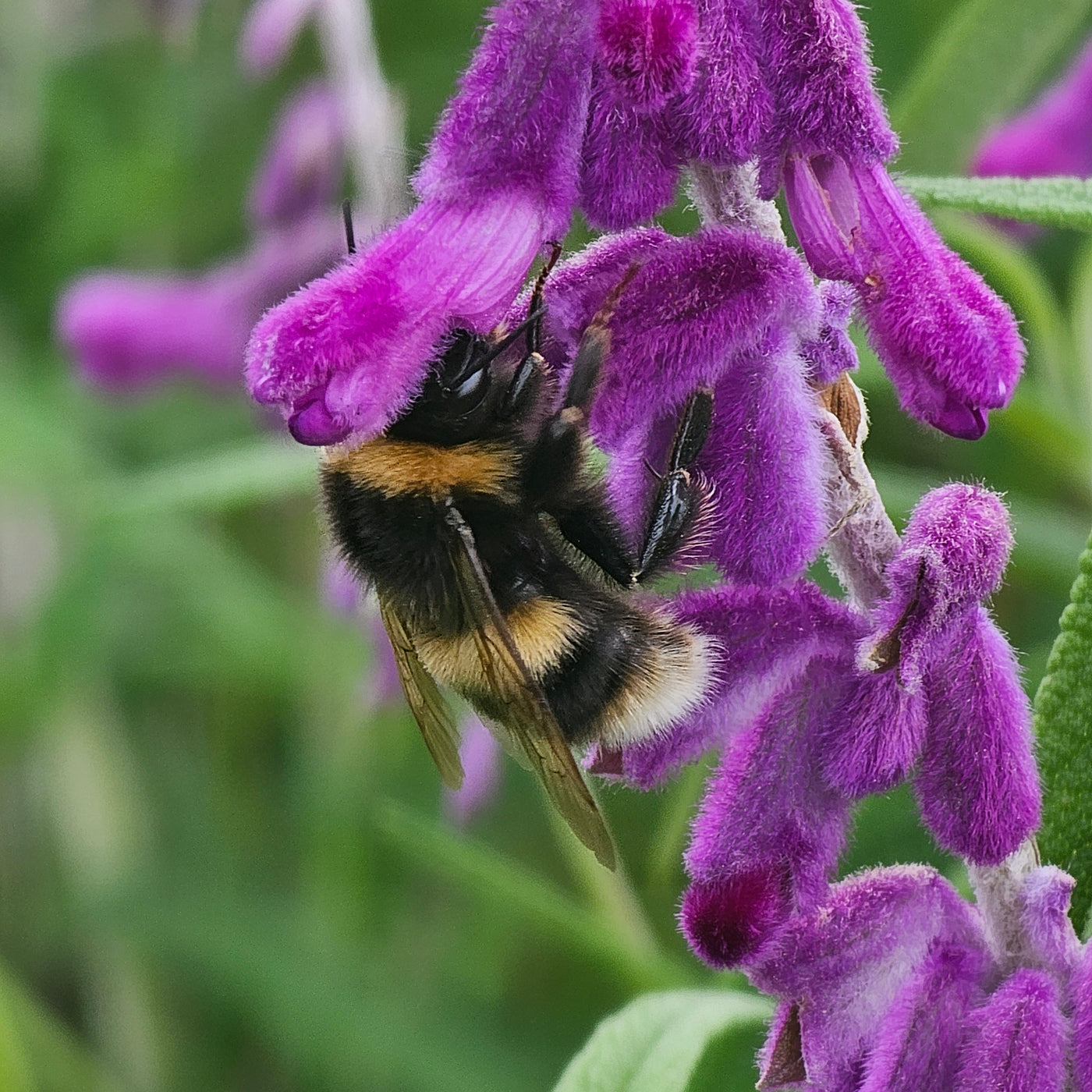 Salvia leucantha | Purple Velvet