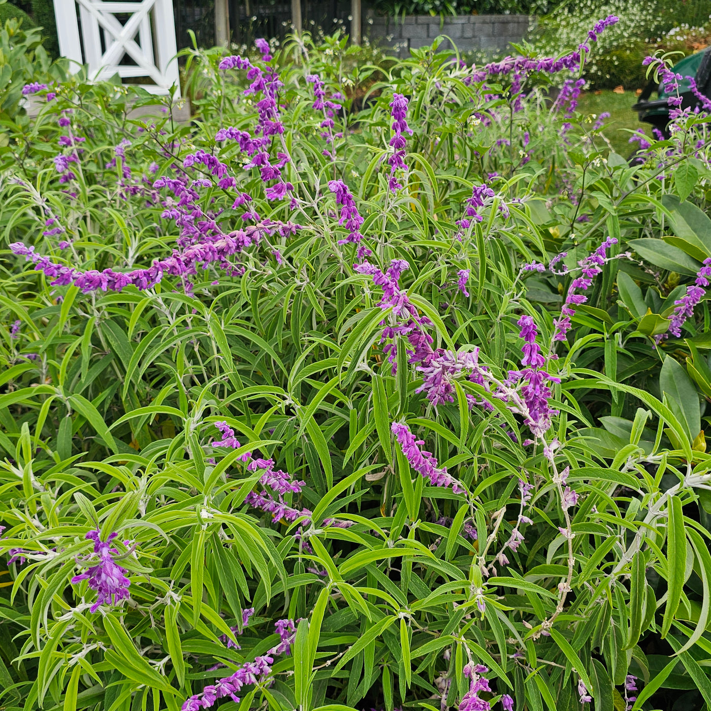 Salvia leucantha | Purple Velvet