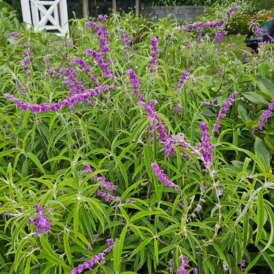 Salvia leucantha | Purple Velvet