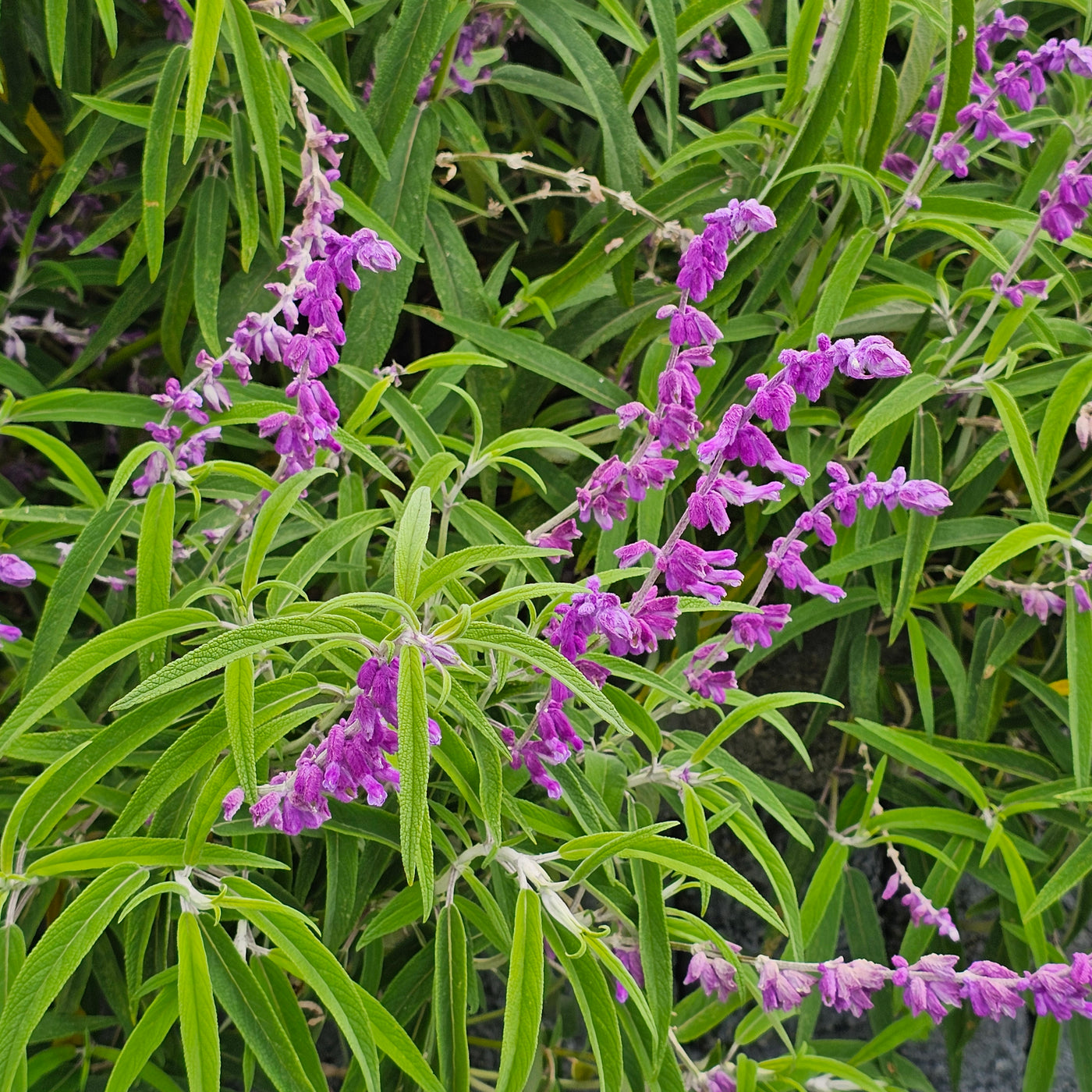 Salvia leucantha | Purple Velvet