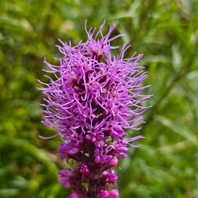 Liatris spicata | Floristan Violet | Blazing Star