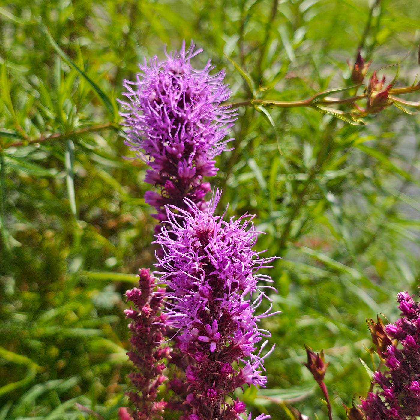 Liatris spicata | Floristan Violet | Blazing Star