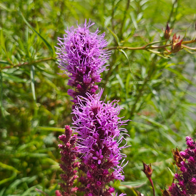 Liatris spicata | Floristan Violet | Blazing Star