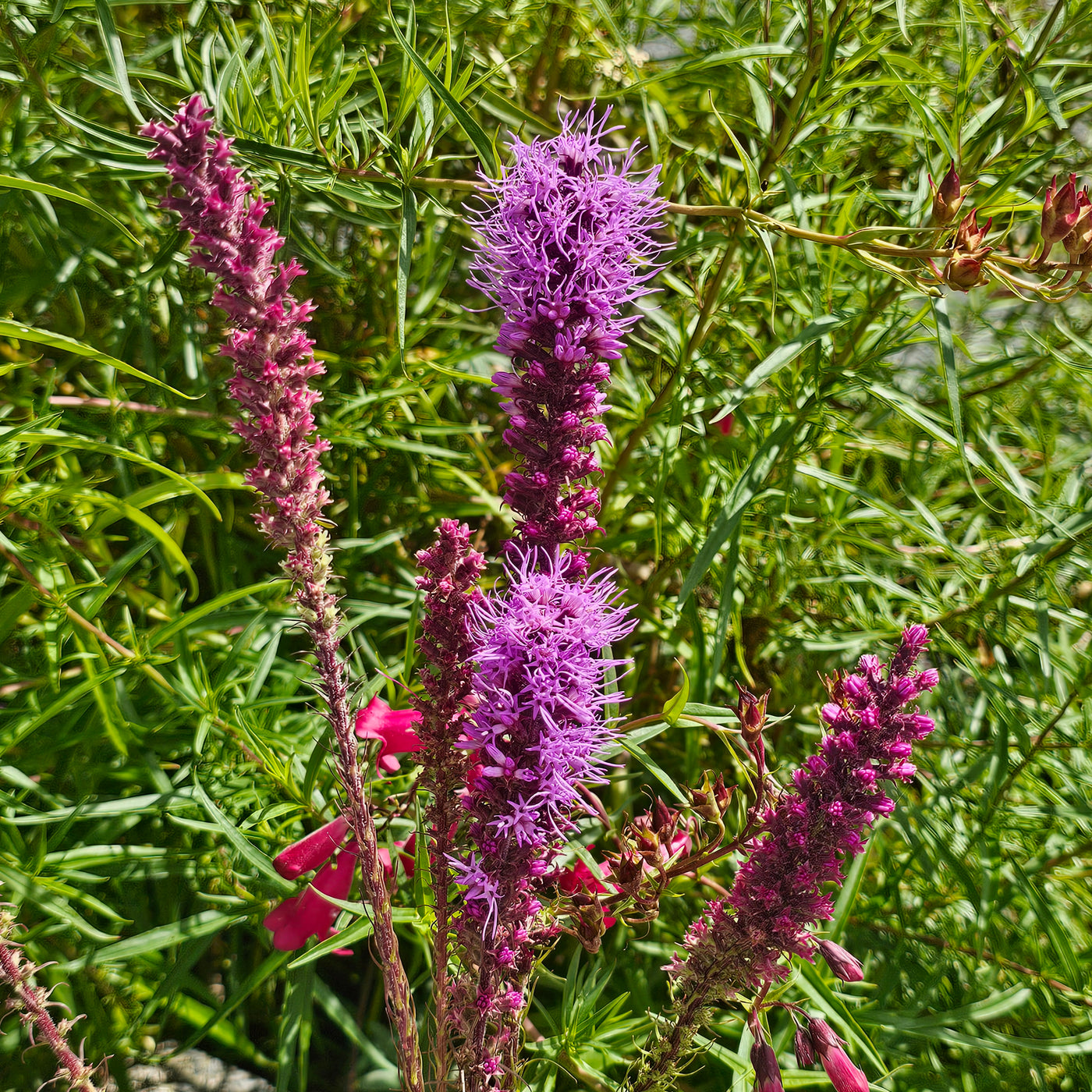 Liatris spicata | Floristan Violet | Blazing Star