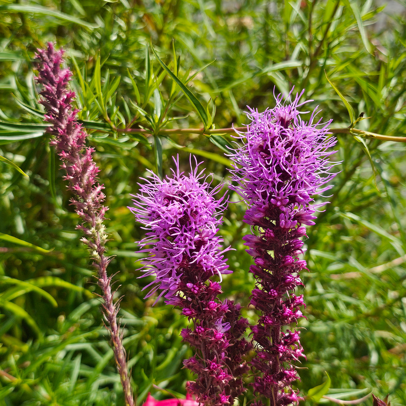 Liatris spicata | Floristan Violet | Blazing Star