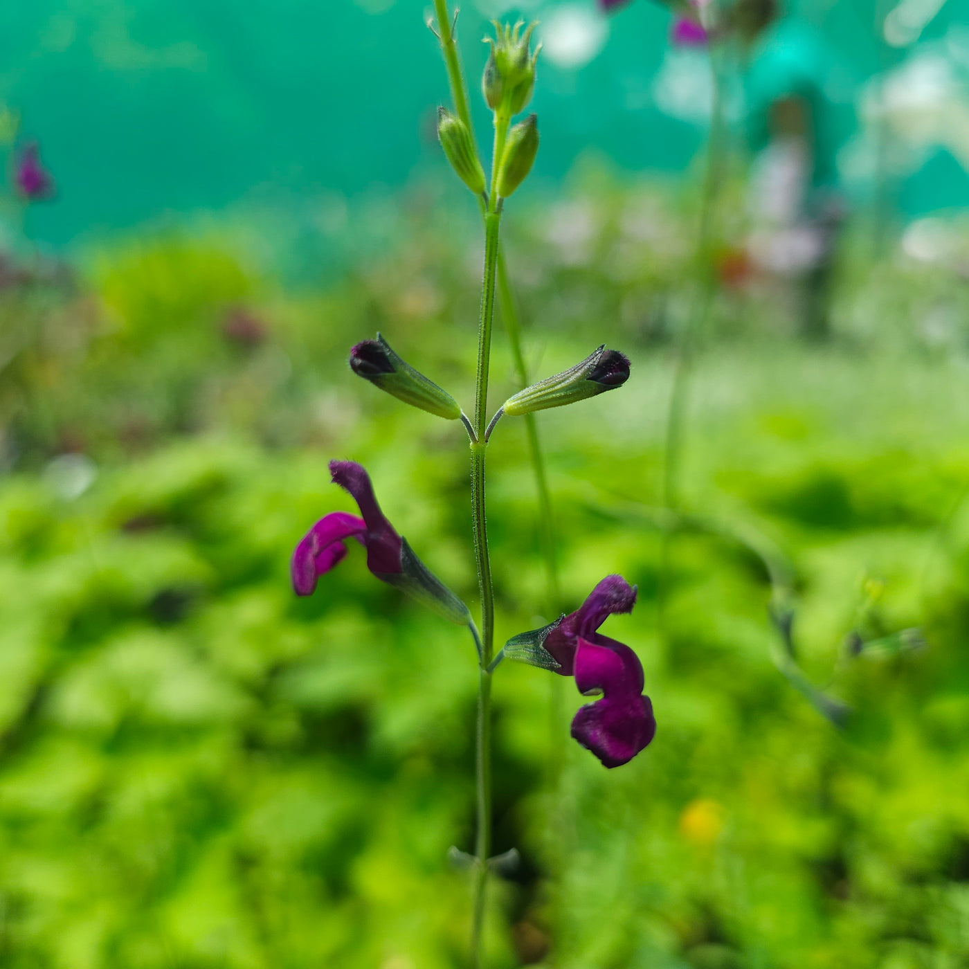 Salvia serpyllifolia