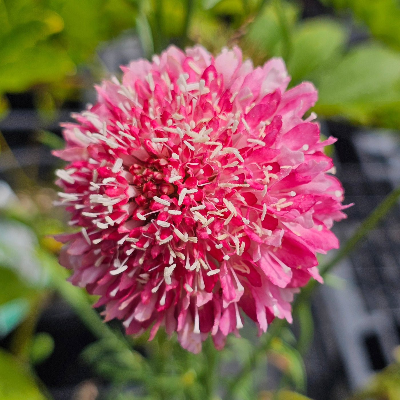 Scabiosa atropurpurea | Salmon Rose | Pincushion Flower