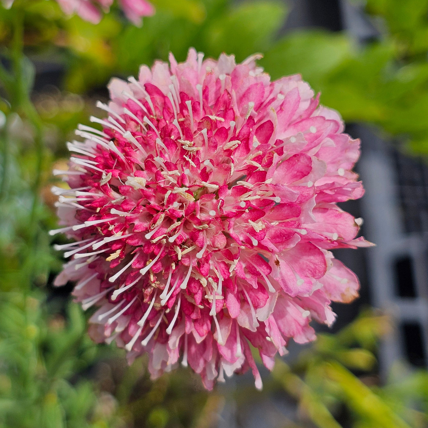 Scabiosa atropurpurea | Salmon Rose | Pincushion Flower