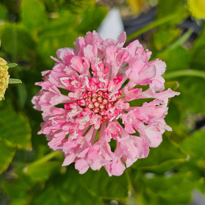 Scabiosa atropurpurea | Salmon Rose | Pincushion Flower