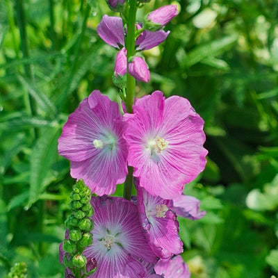 Sidalcea malviflora | Party Girl