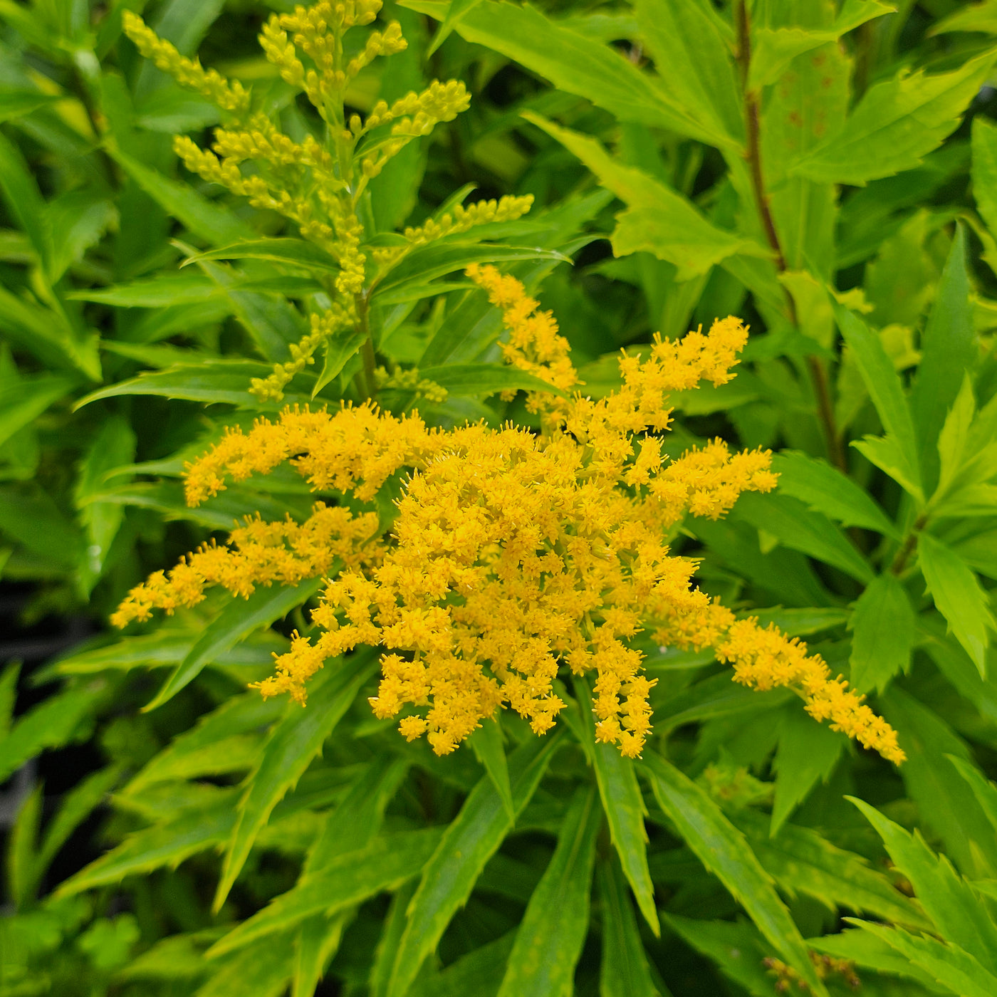 Solidago canadensis | Baby Gold