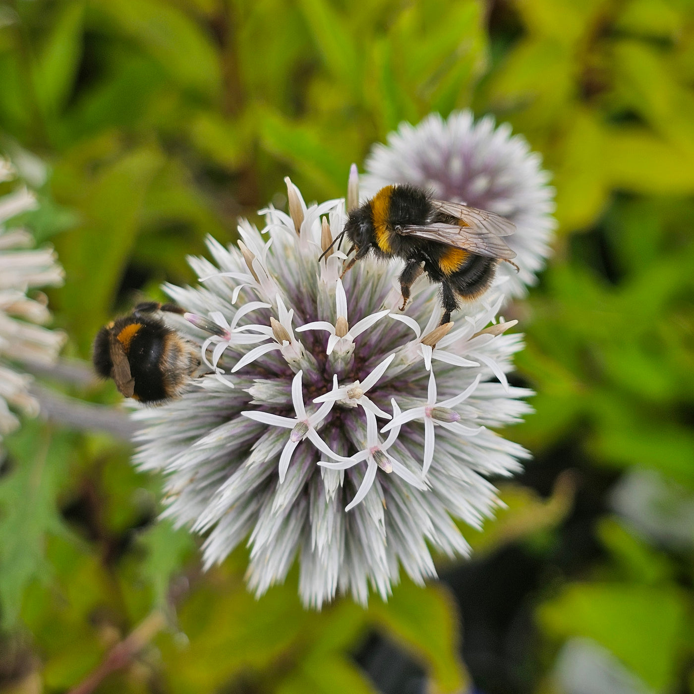 Echinops bannaticus | Star Frost