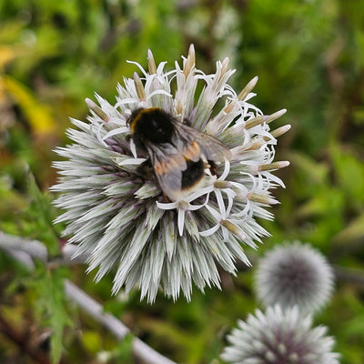 Echinops bannaticus | Star Frost