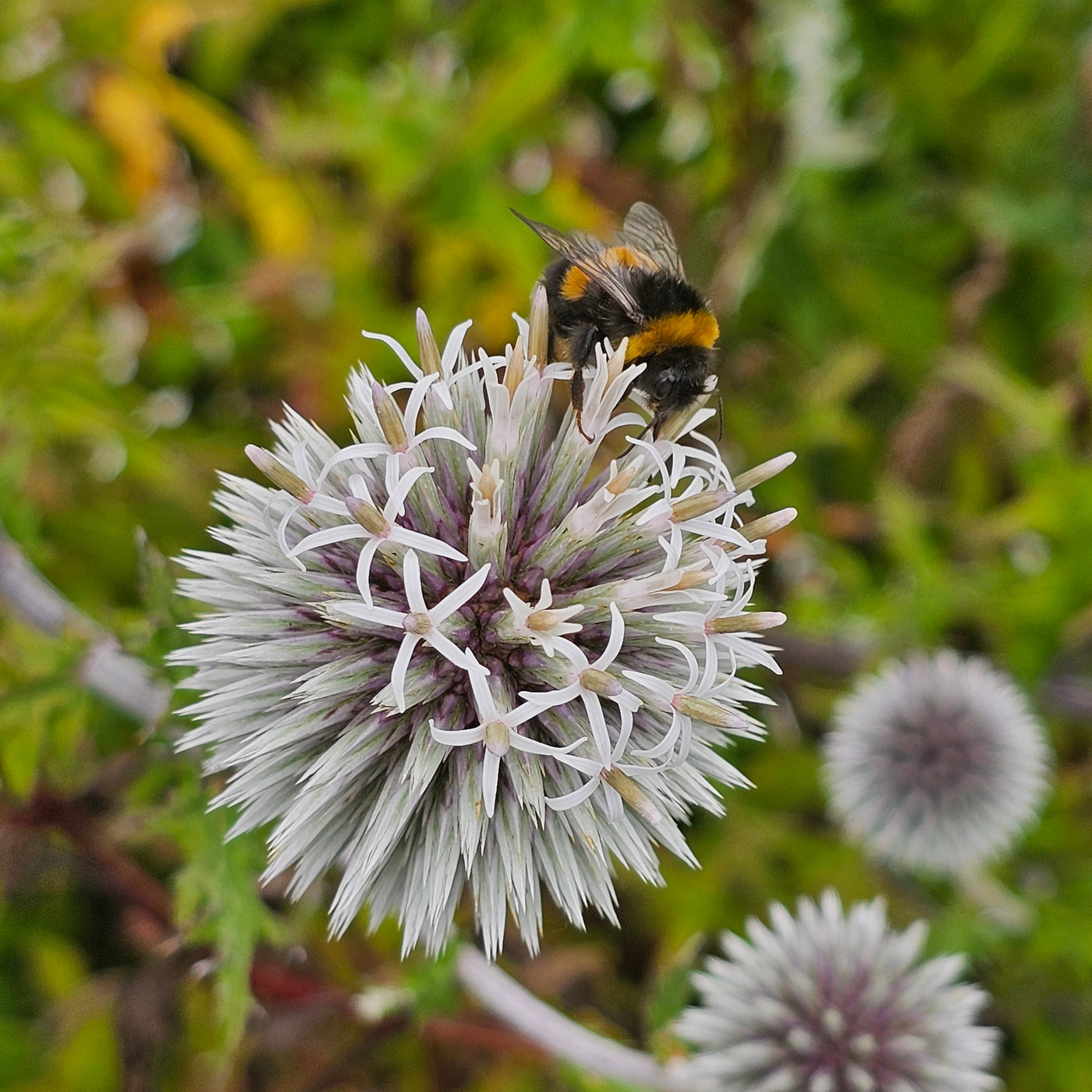 Echinops bannaticus | Star Frost