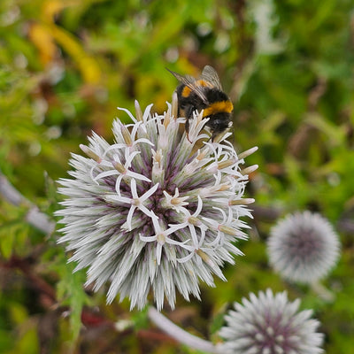 Echinops bannaticus | Star Frost