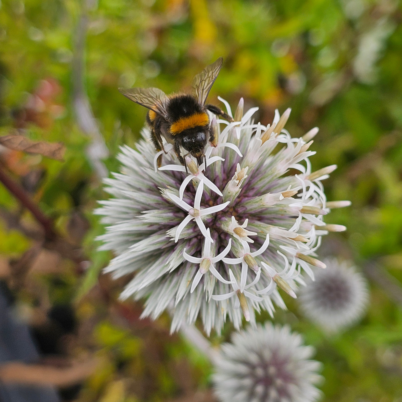 Echinops bannaticus | Star Frost