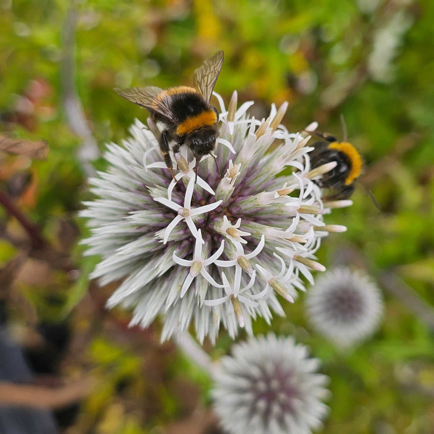 Echinops bannaticus | Star Frost