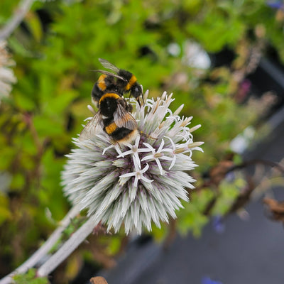 Echinops bannaticus | Star Frost