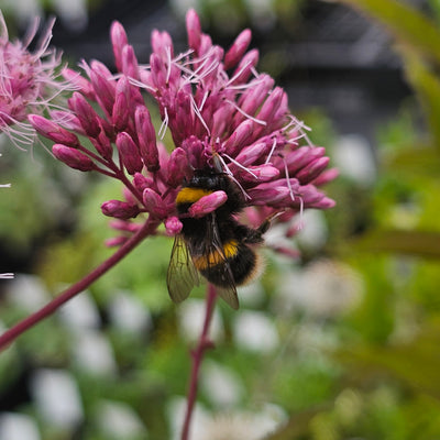Eupatorium maculatum
