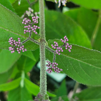 Callicarpa dichotoma | Beauty Berry
