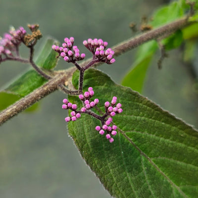 Callicarpa dichotoma | Beauty Berry