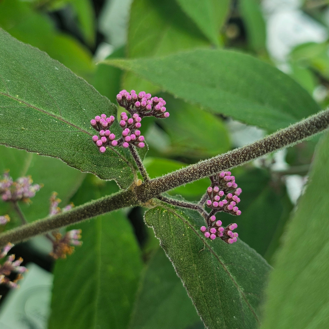 Callicarpa dichotoma | Beauty Berry